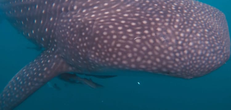 Chasing whale sharks in Papua
